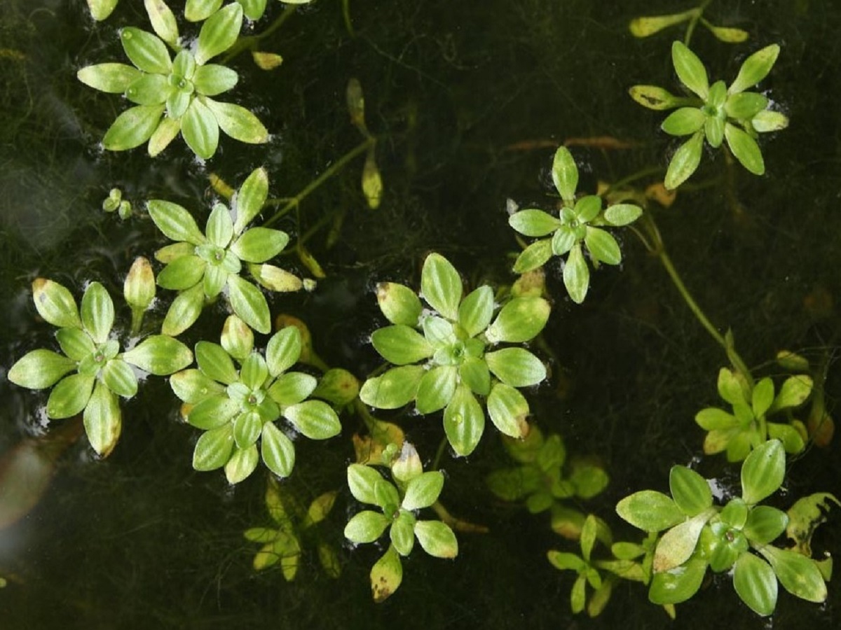 Callitriche obtusangula (Plantaginaceae)